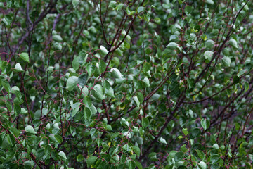 Obraz premium Green leaves in the garden after the rain