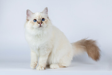 Sacred Birman kitten on a light background, birma