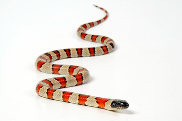 Fototapeta premium Milk snake // Milchschlange, Rote Königsnatter, Dreiecksnatter (Lampropeltis triangulum)