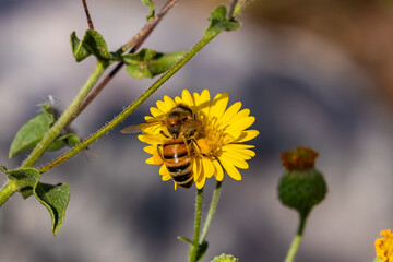 Bee getting honey from a flower.