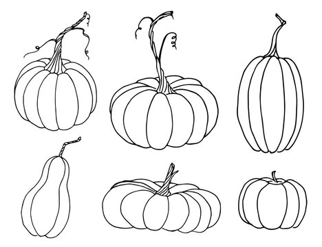 Pumpkin sketch set. Vector hand drawn illustration in outline style for Halloween or Harvest festival. Black line on white isolated background