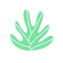 Cactus suculent decoration