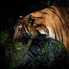 Tiger walking foraging in the forest, the nature of mammals.