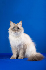 Siberian cat on a blue background