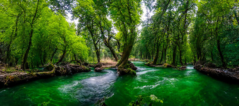 3D render. Beautiful green forest with river and clean water illustration