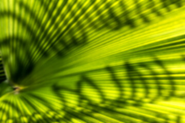 Striblur ped of palm leaf, Abstract green texture background, Vintage tone