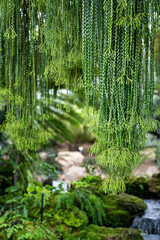 Close up leaves of Huperzia ferns or keeled tassel fern, Green leaves hanging vertical lines pattern on natural background