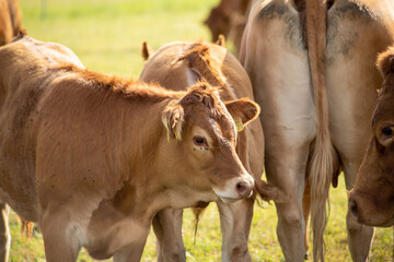 Brown cows on a meadow in September