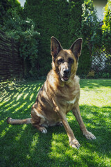German Shepherd Dog, Adult Pet Portrait sitting on grass
