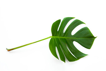 Beautiful Monstera leaf isolated on white background, Flat lay
