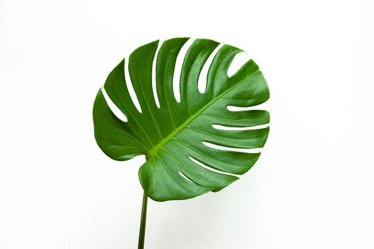 Beautiful Monstera leaf isolated on white background, Flat lay