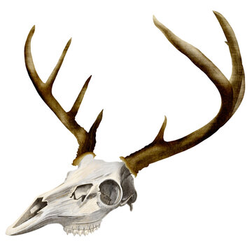 hand drawn animal skull and antlers isolated on white background