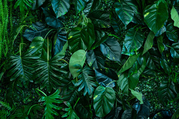 Naklejka na ściany i meble Full Frame of Green Leaves Pattern Background, Nature Lush Foliage Leaf Texture, tropical leaf