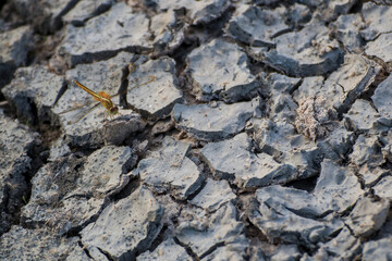 Close-up of cracked dry ground and one dragonfly