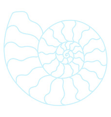 illustration of a seashell