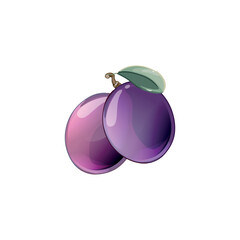 purple plum (Prunus domestica prem) isolated on a white background
