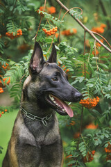 Naklejka premium dog Belgian Shepherd Malinois in the park