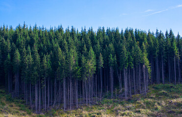 The edge of a forest from which there was deforestation