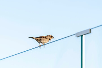 bird on cables