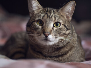 Beautiful cat tabby selective focus
