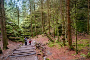 Magical enchanted fairytale forest with fern, moss, lichen and sandstone rocks at the hiking trail...