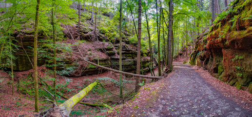 Panoramic view over magical enchanted fairytale forest with moss, lichen and fern at the hiking...