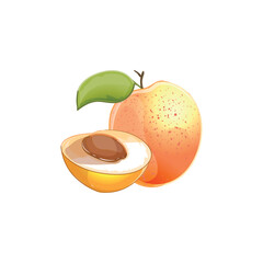 apricot (Prunus armeniaca) fruit isolated on a white background