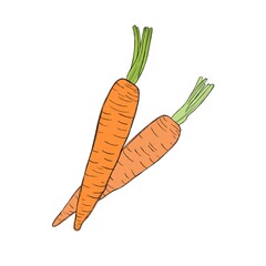 Two delicious sweet organic carrots - freehand watercolor illustration