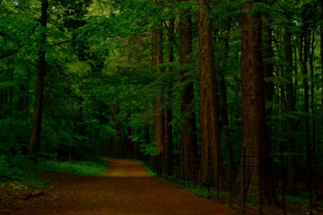 path in the woods