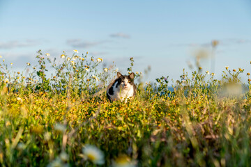 Cat hunting between the flowers 