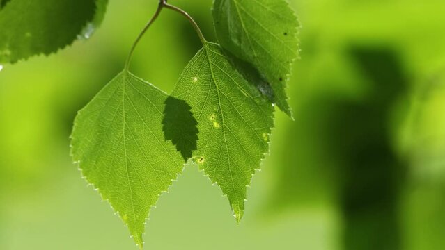 Close-up of fresh Silver birch, Betula pendula leaves during a rainy spring day in Estonia, Northern Europe	