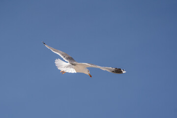 Seagull flying under the blue sky