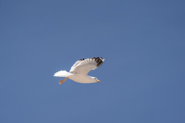 Seagull flying under the blue sky