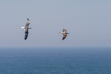 Fototapeta na wymiar Seagull flying under the blue sky