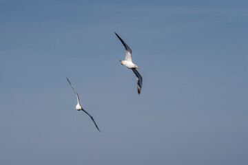 Seagull flying under the blue sky