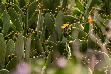 Cactus with beautiful orange flower