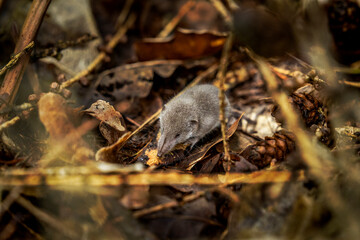 Tiny baby shrew in the forest