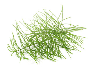 Schachtelhalm - Freigestellt auf weiß