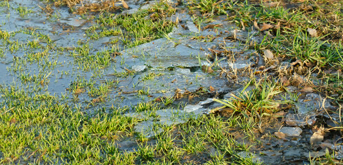 grass and ice 
