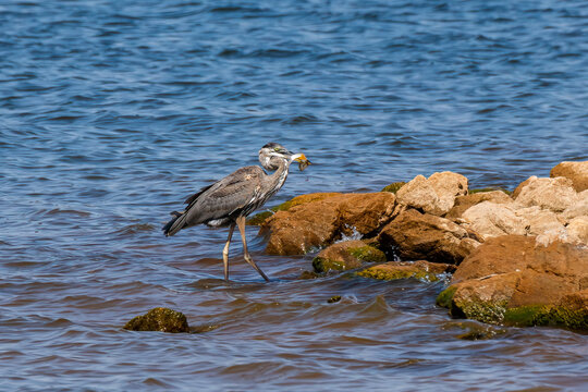 Blue Heron catching a fish.