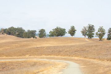Fototapeta na wymiar California Hills with some trees, Dry, Golden grass