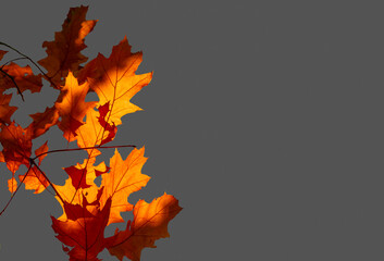 Glowing in the sun autumn maple leaves isolated on gray background with copy space.