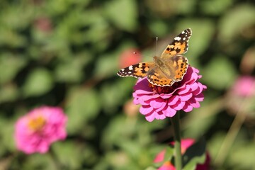 butterfly on flower