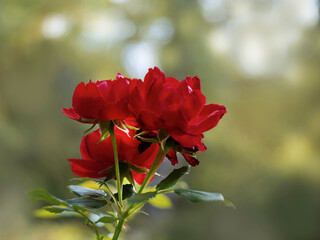 Blüten macro, rote Röschen