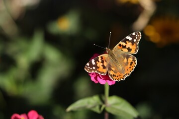Plakat butterfly on flower