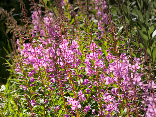 Obraz premium Pink Wildflower