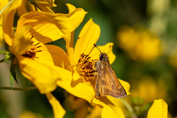Sachem Butterfly drinking nectar from a yellow flower late summer - Atalopedes campestris