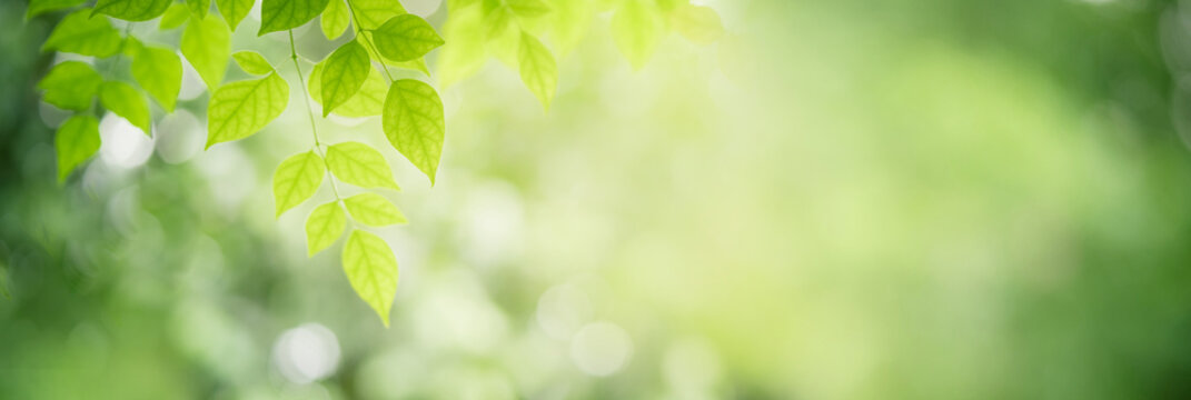 Nature of green leaf in garden. Natural green leaves plants using  background cover page environment ecology or greenery wallpaper
