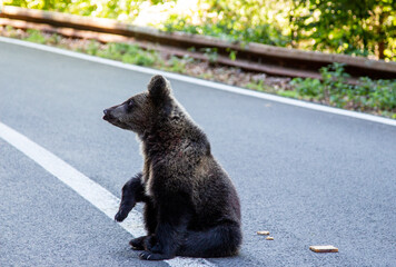 Young bear by the road, Romania