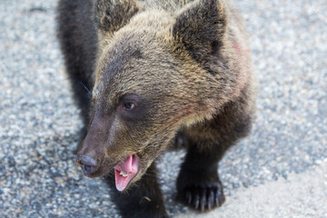
Young bear on a road in Romania